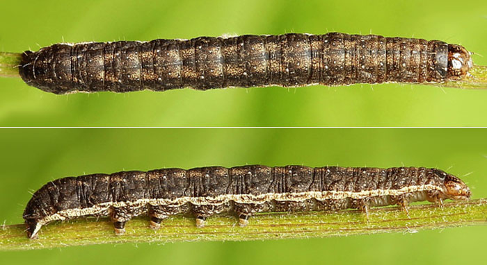 Graphiphora augur (Fabricius, 1775)