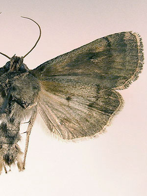 Graphiphora augur (Fabricius, 1775) 