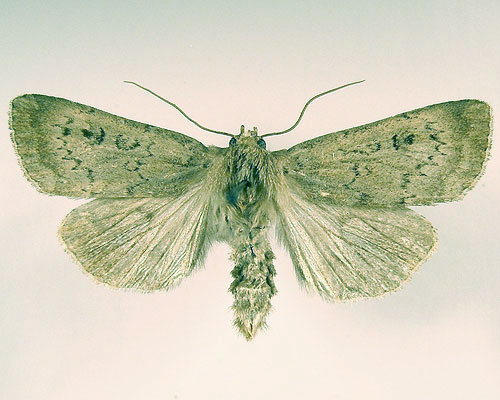 Graphiphora augur (Fabricius, 1775) 