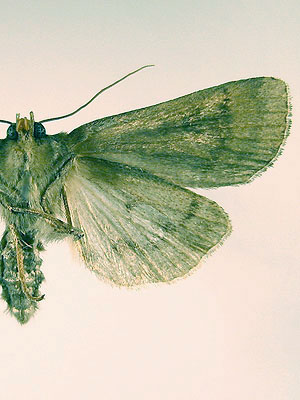 Graphiphora augur (Fabricius, 1775) 