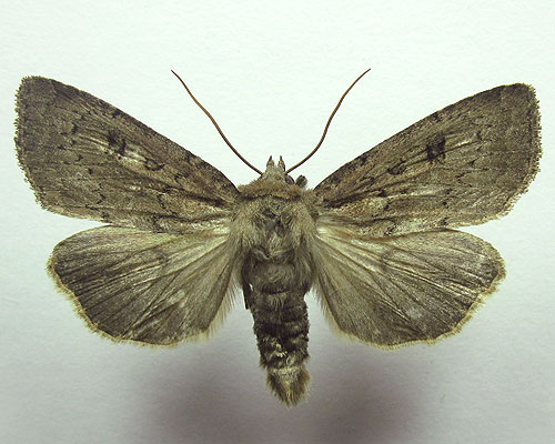 Graphiphora augur (Fabricius, 1775) 