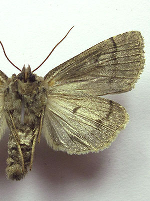 Graphiphora augur (Fabricius, 1775) 