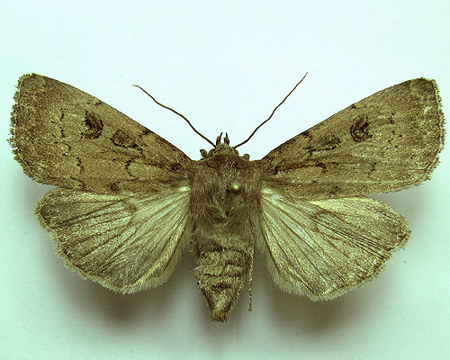 Graphiphora augur (Fabricius, 1775) 