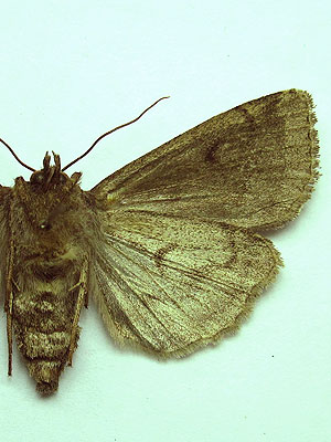 Graphiphora augur (Fabricius, 1775) 