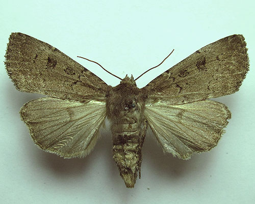 Graphiphora augur (Fabricius, 1775) 