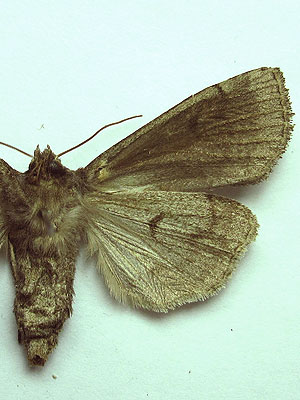Graphiphora augur (Fabricius, 1775) 