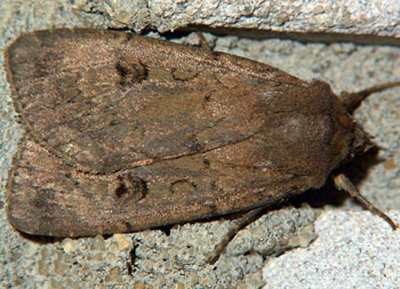 Graphiphora augur (Fabricius, 1775) 