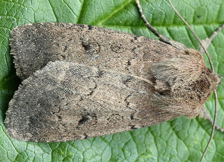 Graphiphora augur (Fabricius, 1775) 
