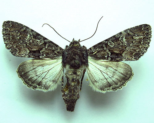Mniotype bathensis (Lutzau, 1901) 