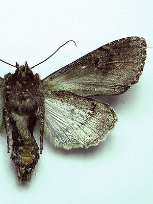 Mniotype bathensis (Lutzau, 1901) 