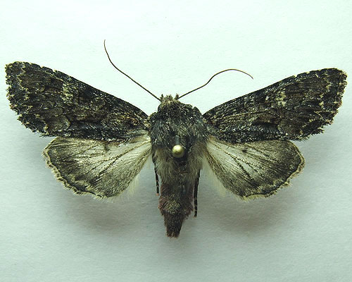 Mniotype bathensis (Lutzau, 1901) 