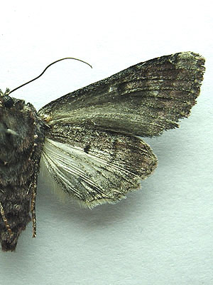 Mniotype bathensis (Lutzau, 1901) 