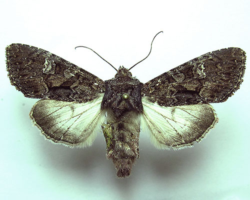 Mniotype bathensis (Lutzau, 1901) 