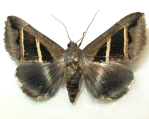 Grammodes bifasciata (Petagna, 1787) 