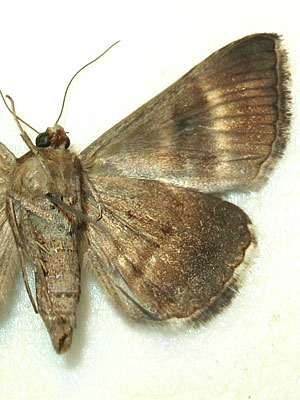 Grammodes bifasciata (Petagna, 1787) 