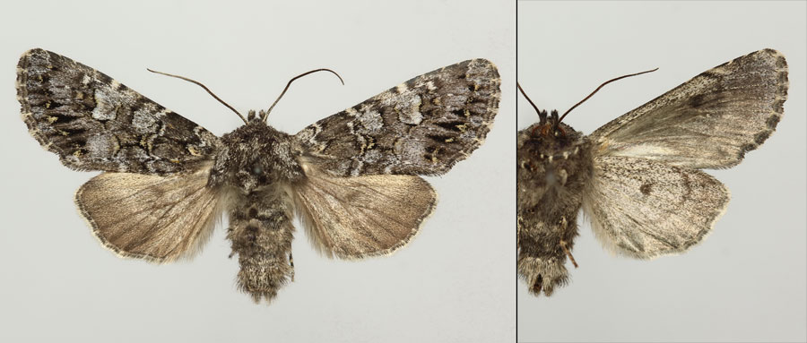 Papestra biren (Goeze, 1781)