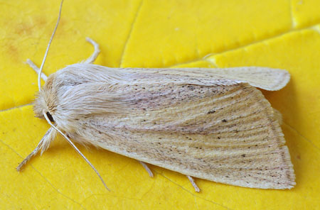 Sedina buettneri (Hering, 1858) 
