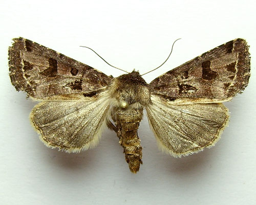 Hyssia cavernosa (Eversmann, 1842) 