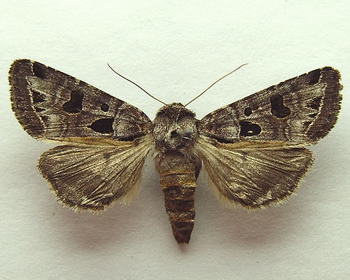 Hyssia cavernosa (Eversmann, 1842) 