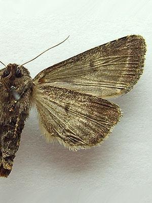 Hyssia cavernosa (Eversmann, 1842) 