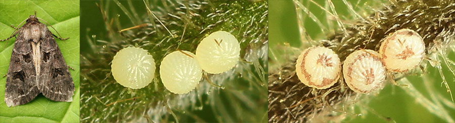 Hyssia cavernosa (Eversmann, 1842)