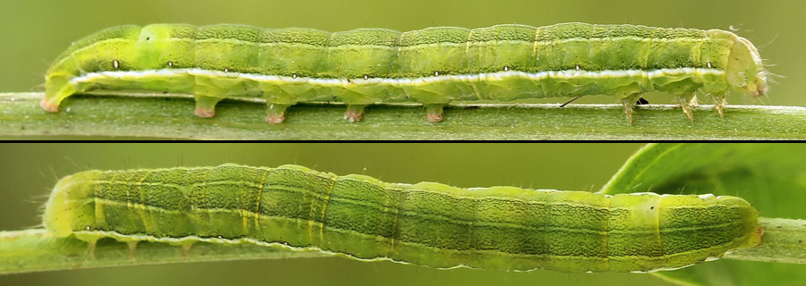 Hyssia cavernosa (Eversmann, 1842) 