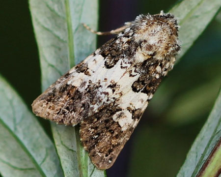 Hadena compta (Denis & Schiffermuller, 1775) 