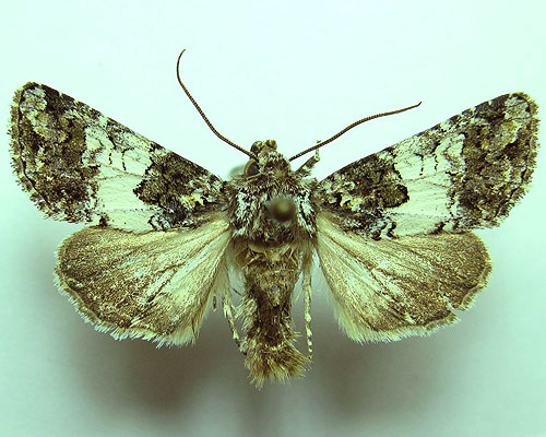 Hadena compta (Denis & Schiffermuller, 1775) 