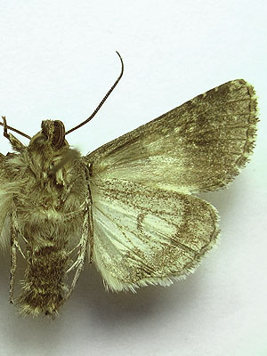 Hadena compta (Denis & Schiffermuller, 1775) 