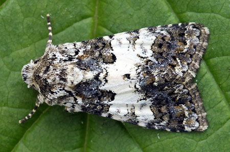 Hadena compta (Denis & Schiffermuller, 1775) 