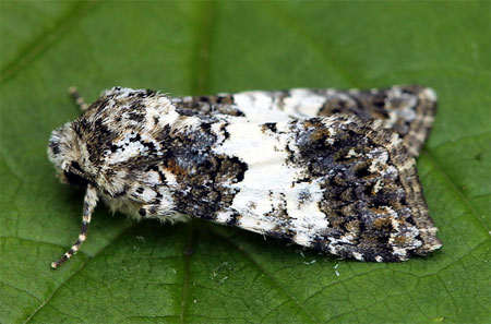 Hadena compta (Denis & Schiffermuller, 1775) 