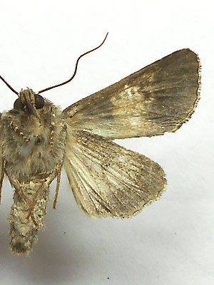 Hadena compta (Denis & Schiffermuller, 1775) 