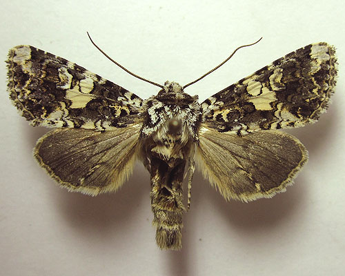 Hadena confusa (Hufnagel, 1766) Hadena confusa (Hufnagel, 1766)