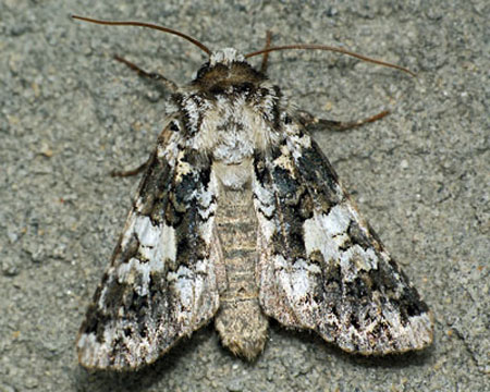 Hadena confusa (Hufnagel, 1766) Hadena confusa (Hufnagel, 1766)