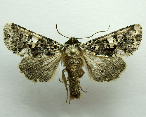 Hadena confusa (Hufnagel, 1766) Hadena confusa (Hufnagel, 1766)