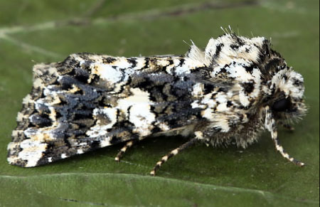 Hadena confusa (Hufnagel, 1766) Hadena confusa (Hufnagel, 1766)