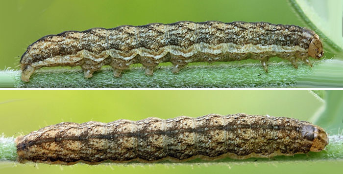 Hadena confusa (Hufnagel, 1766) Hadena confusa (Hufnagel, 1766)