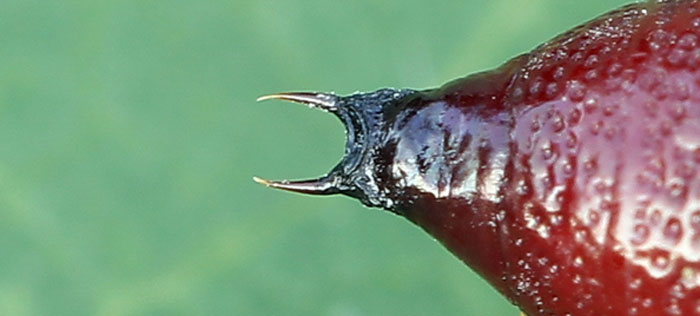 Hadena confusa (Hufnagel, 1766) Hadena confusa (Hufnagel, 1766)