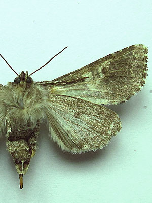 Hadena confusa (Hufnagel, 1766) Hadena confusa (Hufnagel, 1766)