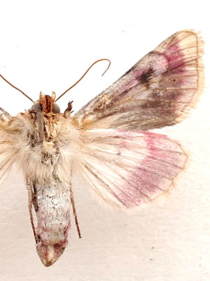 Periphanes delphinii (Linnaeus, 1758) 