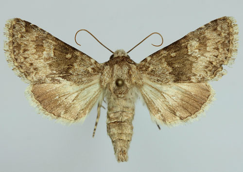 Hecatera dysodea (Denis & Schiffermuller, 1775) 