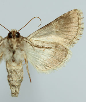 Hecatera dysodea (Denis & Schiffermuller, 1775) 