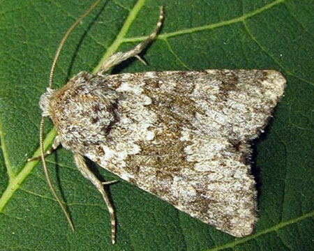 Hecatera dysodea (Denis & Schiffermuller, 1775) 