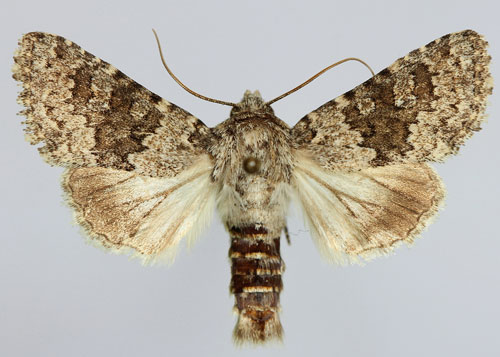 Hecatera dysodea (Denis & Schiffermuller, 1775) 