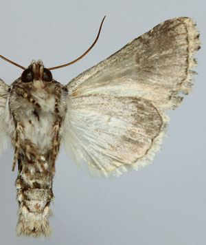 Hecatera dysodea (Denis & Schiffermuller, 1775) 