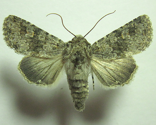 Hecatera dysodea (Denis & Schiffermuller, 1775) 