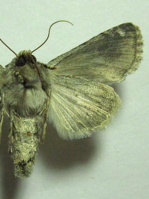 Hecatera dysodea (Denis & Schiffermuller, 1775) 