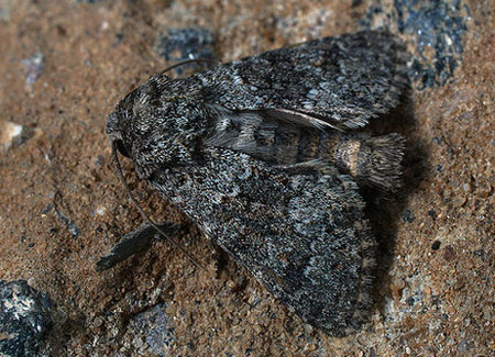 Hecatera dysodea (Denis & Schiffermuller, 1775) 