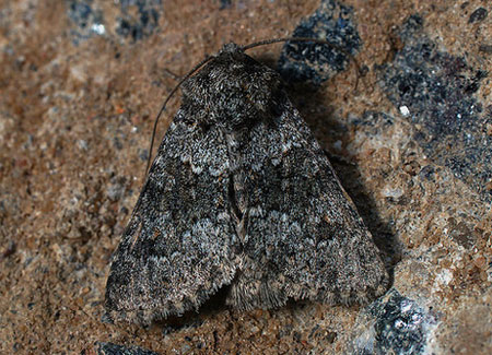 Hecatera dysodea (Denis & Schiffermuller, 1775) 