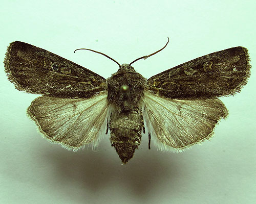 Euxoa eruta (Hubner, [1817]) 
